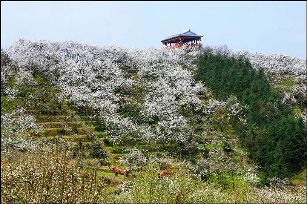 【春天，广西桂林灌阳县向您发出邀请！】我们在灌阳看梨花 - 游山玩水 - 潍坊生活社区 - 潍坊28生活网 wf.28life.com