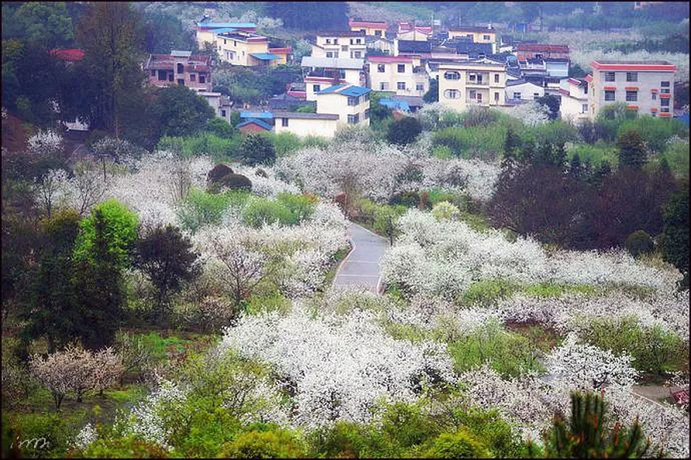 【春天，广西桂林灌阳县向您发出邀请！】我们在灌阳看梨花 - 游山玩水 - 潍坊生活社区 - 潍坊28生活网 wf.28life.com