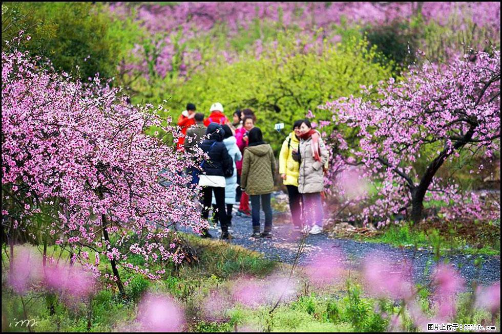 【春天，广西桂林灌阳县向您发出邀请！】官庄村有个醉美的桃花园 - 游山玩水 - 潍坊生活社区 - 潍坊28生活网 wf.28life.com