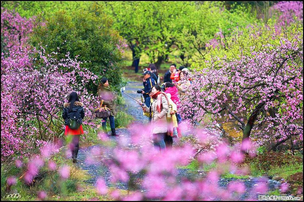 【春天，广西桂林灌阳县向您发出邀请！】官庄村有个醉美的桃花园 - 游山玩水 - 潍坊生活社区 - 潍坊28生活网 wf.28life.com