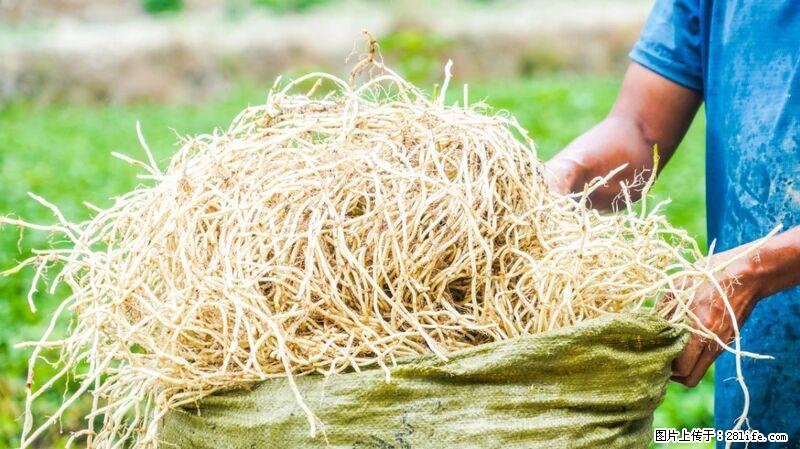 堪称“最难吃”的蔬菜，却是 “抗辐射神器”，还能护肺、清热、止咳化痰！ - 潍坊生活资讯 - 潍坊28生活网 wf.28life.com