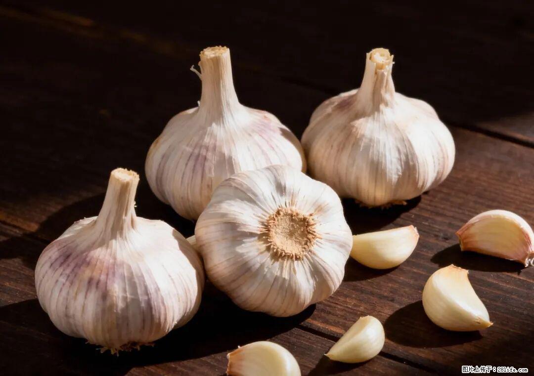 关于大蒜,除了“天然抗生素”,这4个谣言更该警惕! - 潍坊生活资讯 - 潍坊28生活网 wf.28life.com