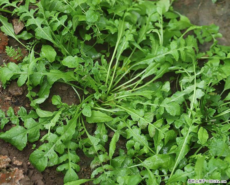 这些蔬菜是“天然钙片”,这6种被医生重点推荐 - 潍坊生活资讯 - 潍坊28生活网 wf.28life.com