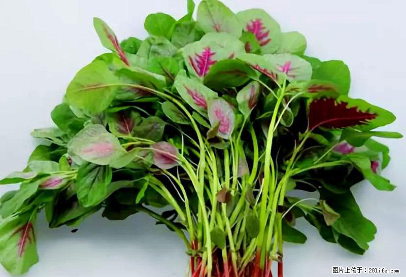 这些蔬菜是“天然钙片”,这6种被医生重点推荐 - 潍坊生活资讯 - 潍坊28生活网 wf.28life.com