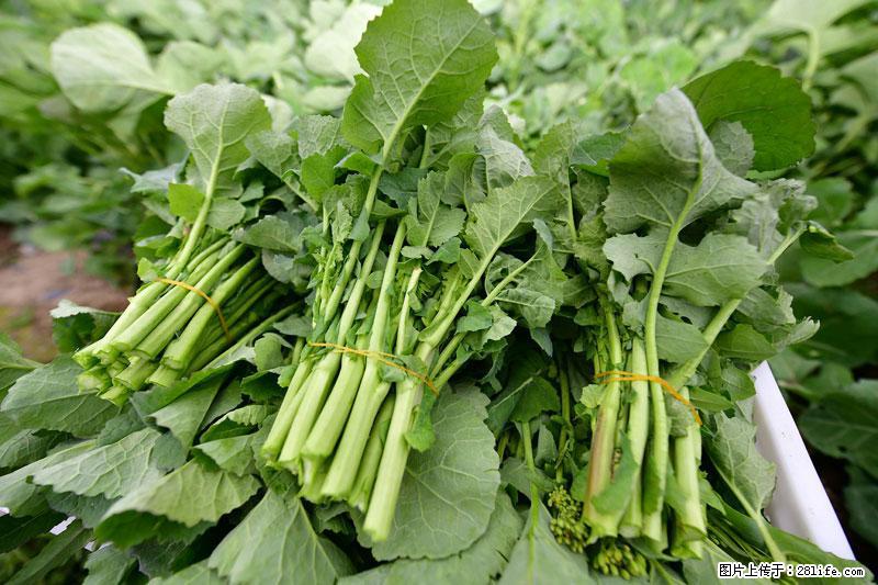 这些蔬菜是“天然钙片”,这6种被医生重点推荐 - 潍坊生活资讯 - 潍坊28生活网 wf.28life.com